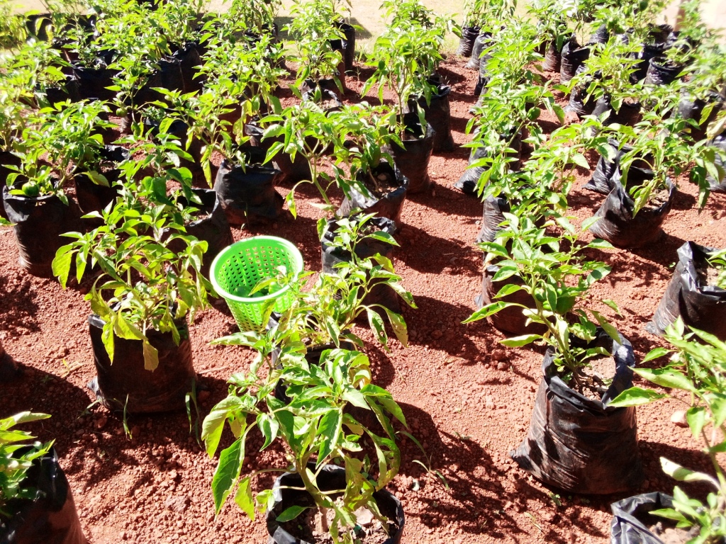 Livelihood Empowerment